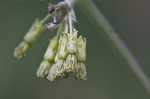 Green comet milkweed